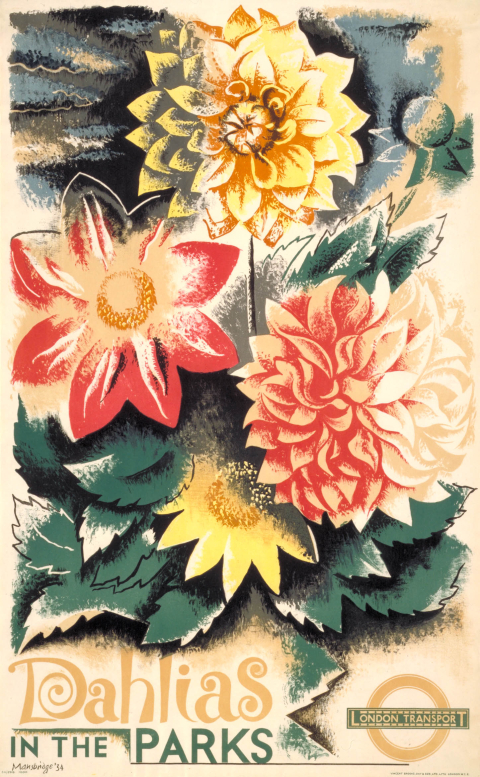 Dahlias in the parks, by John Mansbridge, 1934