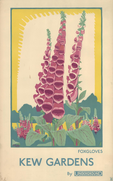 Foxgloves; Kew Gardens, by Dora M Batty, 1924