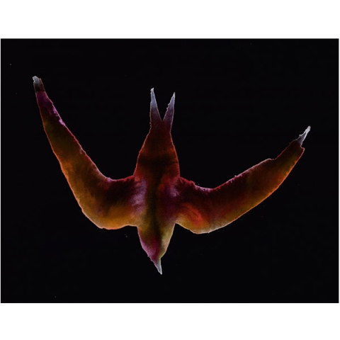 Wing-sleepers (Swift) Artwork by Marianna Simnett
